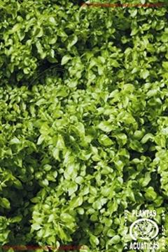 آلترنانترا